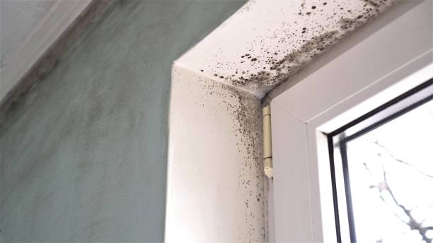 Office Mold Removal Services in Millersville, TN